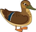 Cartoon female mallard Anas platyrhynchos in nuptial plumage